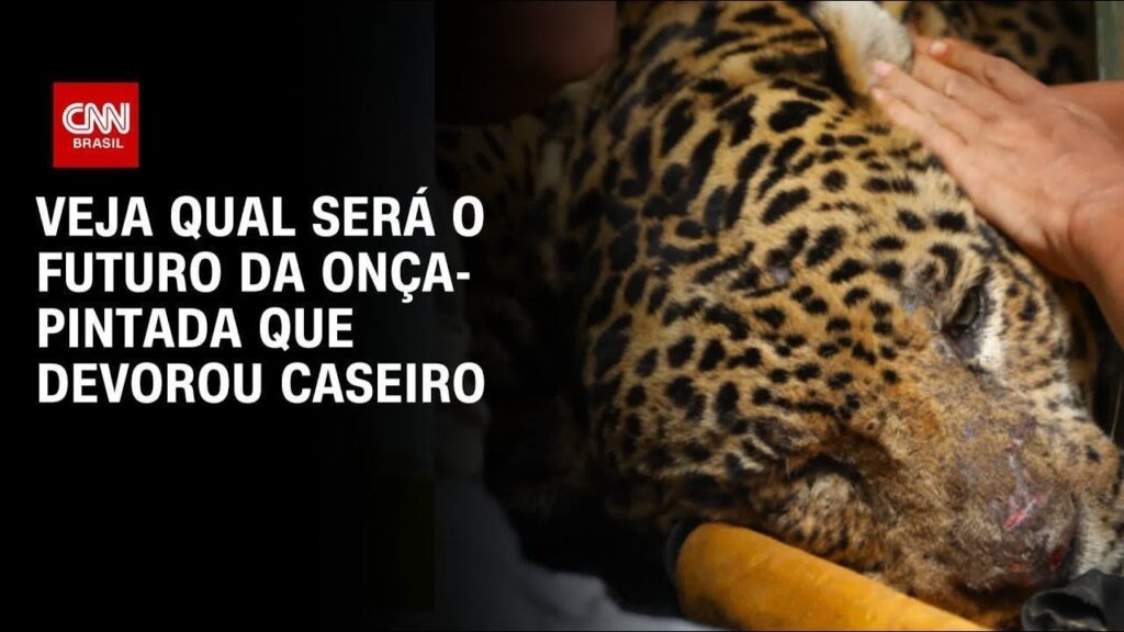 cacador-e-preso-suspeito-de-matar-duas-oncas-em-propriedade-rural-em-ms