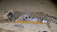 homem-e-preso-em-arraial-do-cabo-apos-congelar-cachorros-em-freezer