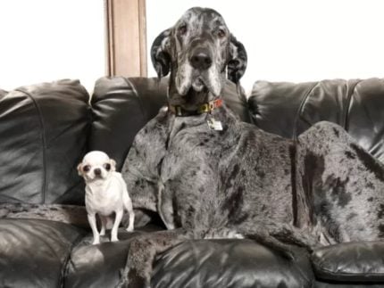 maior-e-menor-cachorro-do-mundo-se-encontram-pela-primeira-vez-nos-estados-unidos