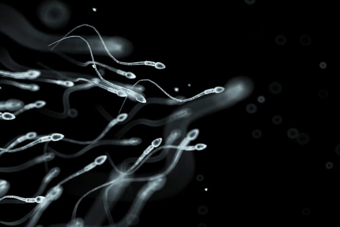 fertilidade:-pesquisa-descobre-como-espermatozoides-sao-ativados