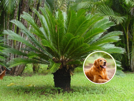 cuidado-com-plantas-venenosas:-a-beleza-que-pode-ser-um-perigo-para-seu-cao