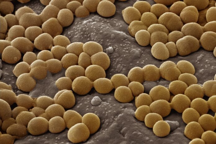 fungo-da-pele-pode-produzir-antibiotico-potente-contra-superbacteria