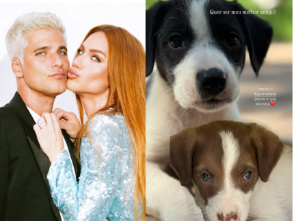 giovanna-ewbank-e-bruno-gagliasso-resgatam-oito-filhotes-de-cachorro-em-estrada