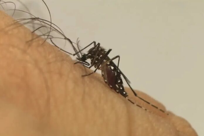 wolbachia:-entenda-como-funciona-metodo-para-o-controle-da-dengue