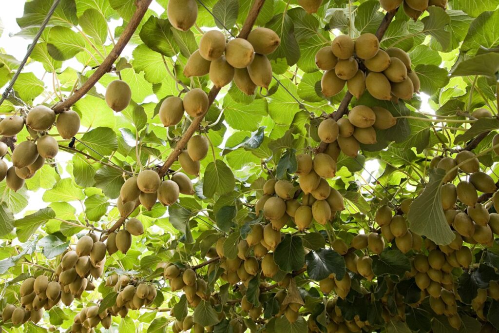 saiba-como-plantar-fruta-que-protege-o-coracao-e-fortalece-os-ossos