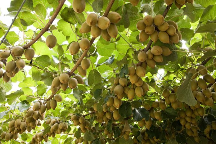 saiba-como-plantar-fruta-que-protege-o-coracao-e-fortalece-os-ossos
