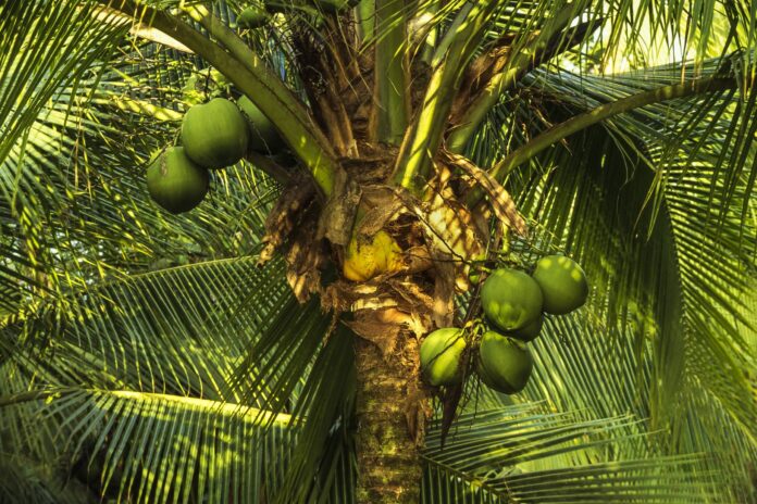 fruta-ajuda-a-emagrecer-e-acelera-metabolismo,-mas-poucos-sabem-disso