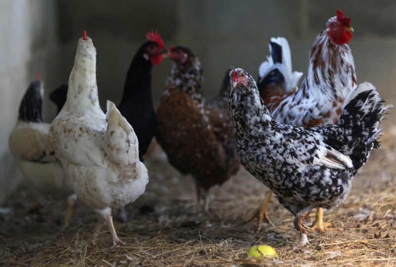 governo-investiga-possivel-novo-caso-de-gripe-aviaria-em-granja-comercial