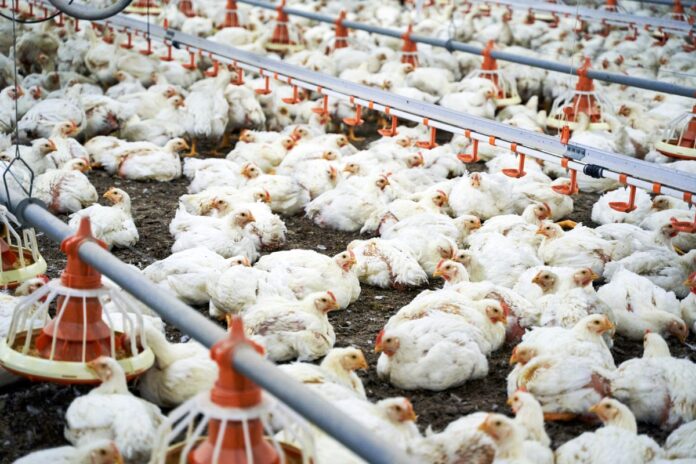 exportacao-de-carne-de-aves-no-brasil-registra-queda-de-12,9%-em-maio