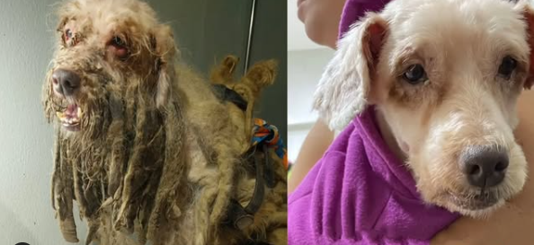ex-tutores-de-cao-resgatado-com-3-kg-de-pelo-pagarao-r$-20-mil-a-entidades