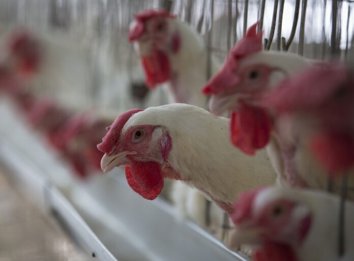 abpa-confirma-queda-na-exportacao-de-carne-de-frango-apos-gripe-aviaria