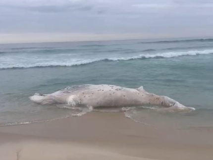 baleia-morta-e-encontrada-encalhada-na-praia-da-barra,-no-rio