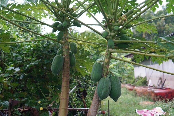 conheca-fruta-tropical-que-e-grande-aliada-no-ganho-de-massa-muscular