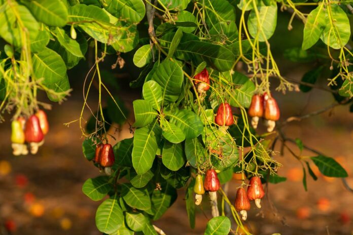 fruta-brasileira-rica-em-magnesio-ajuda-a-controlar-o-acucar-no-sangue