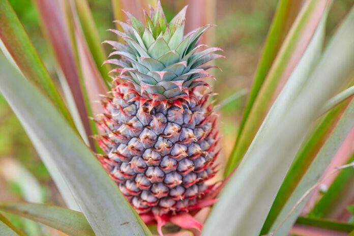 ananas-ou-abacaxi:-conheca-os-beneficios-da-fruta-anti-inflamatoria