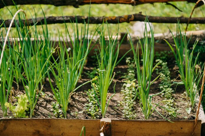 5-beneficios-da-cebolinha-verde-para-a-saude-e-como-inclui-la-na-dieta