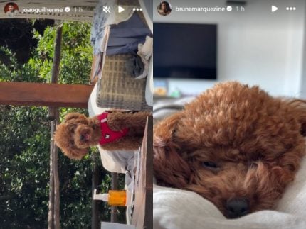 joao-guilherme-e-marquezine-postam-foto-do-cao-que-adotaram-juntos,-um-apos-o-outro