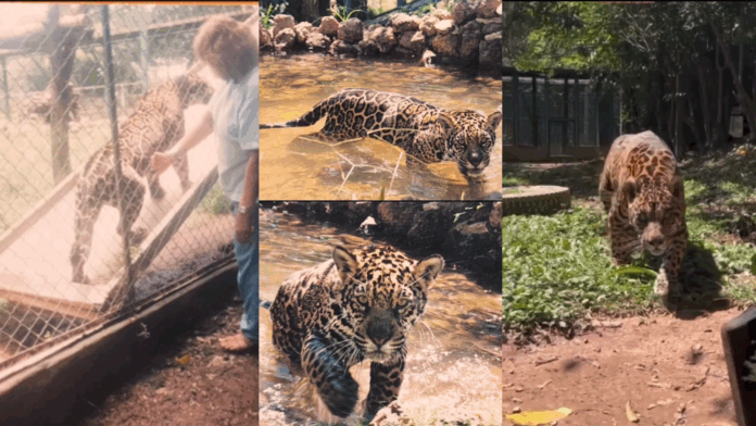onca-pintada-mais-velha-do-mundo-em-cativeiro-morre-aos-25-anos-em-goias