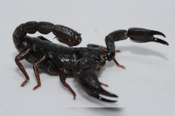 estudo:-toxina-de-escorpiao-da-amazonia-mata-celulas-do-cancer-de-mama