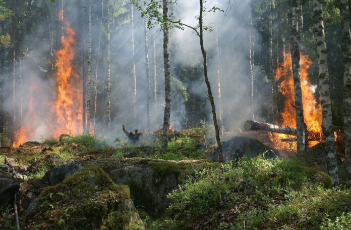 tecnologia-de-sensores-pode-prever-incendios-florestais?