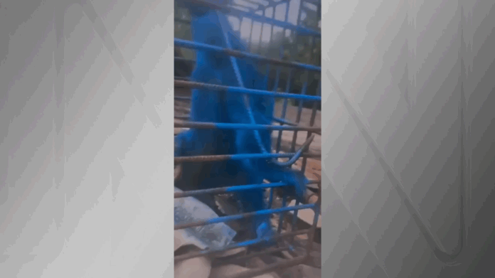 video:-homem-e-investigado-apos-pintar-macaco-com-tinta-azul-em-mg