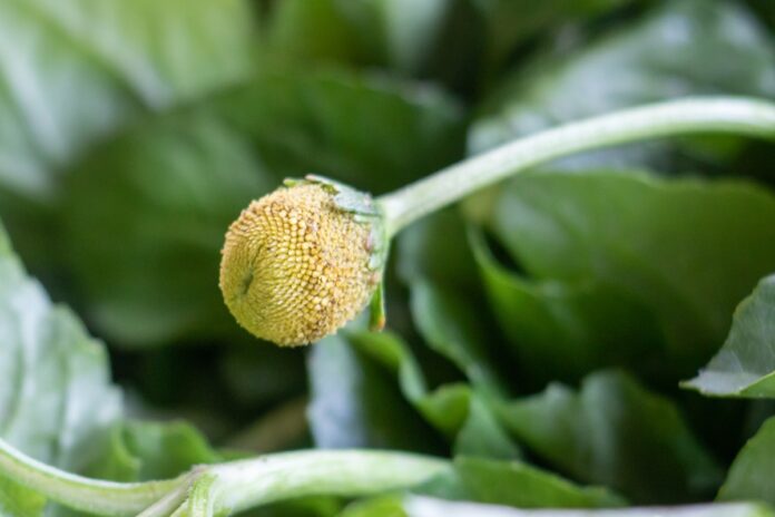 cha-de-jambu:-conheca-os-beneficios,-efeitos-e-cuidados-com-a-planta