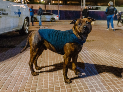 frio-em-sp:-campanha-arrecada-roupas-e-cobertores-para-animais-que-vivem-nas-ruas