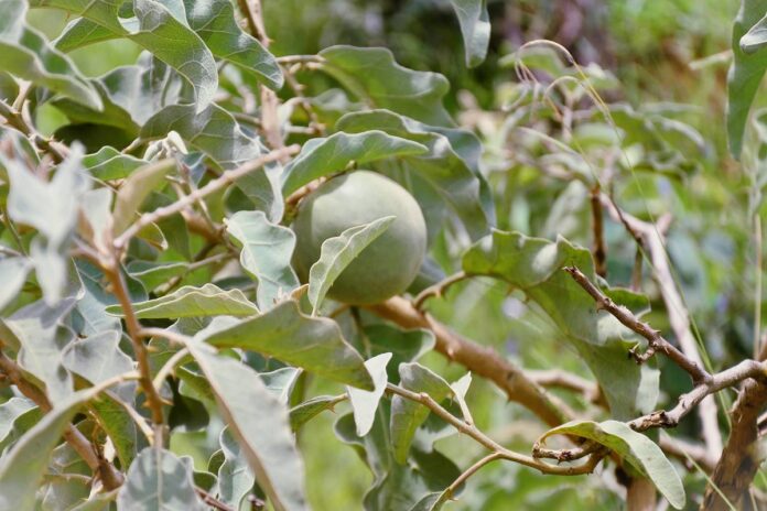 estudo-mostra-potencial-de-fruta-do-cerrado-contra-o-cancer-de-bexiga