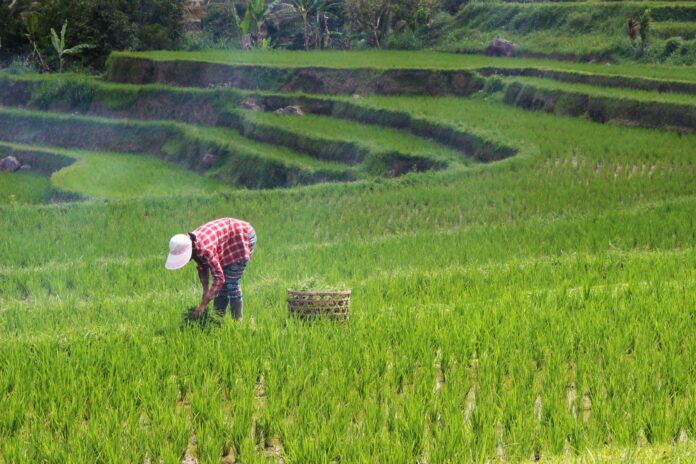 plano-safra-25/26-tera-r$-516,2-bi-a-agricultura-empresarial,-alta-de-1,5%