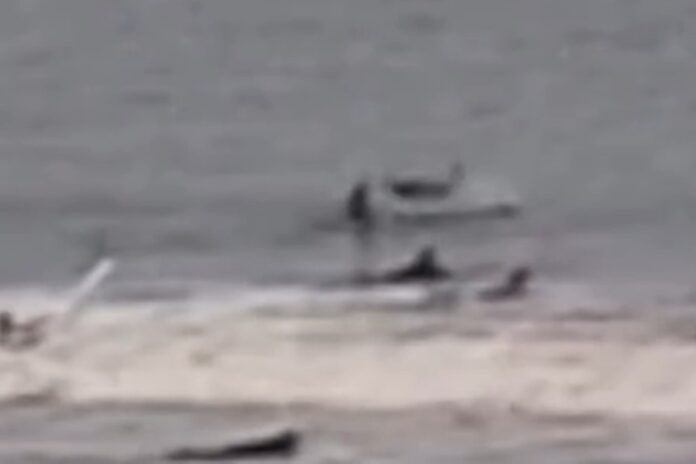 video:-surfista-e-derrubado-de-prancha-por-tubarao-nos-estados-unidos