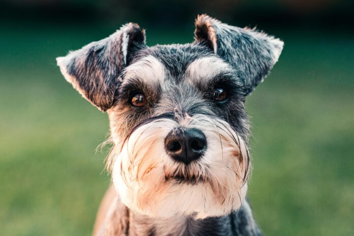 seu-cachorro-come-coco?-descubra-por-que-isso-acontece-e-o-que-fazer