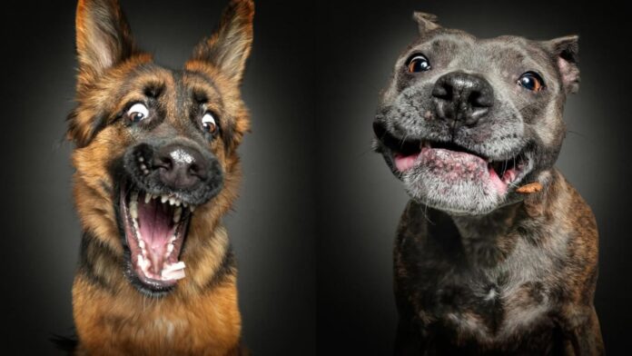 fotografo-faz-imagens-de-cachorros-em-situacoes-inusitadas;-veja