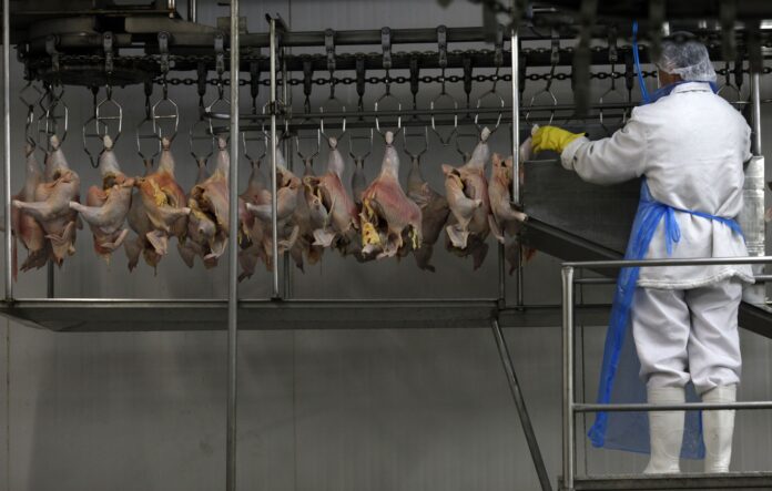africa-do-sul-e-singapura-tiram-restricoes-a-importacao-de-frango-do-brasil