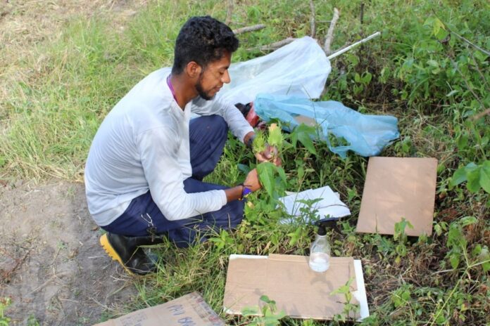 indigena-resgata-saberes-ancestrais-em-estudo-sobre-plantas-medicinais