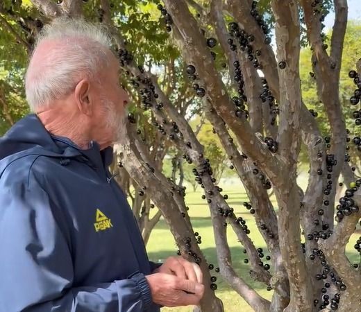 “vou-levar-jabuticaba-para-voce,-trump”,-diz-lula-ao-citar-briga-tarifaria