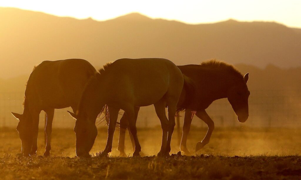 racao-contaminada:-mais-de-240-cavalos-ja-morreram,-afirma-ministerio