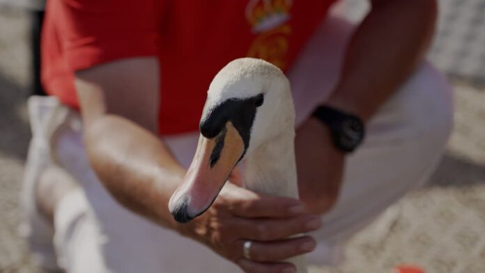 realeza-britanica-comeca-contagem-de-cisnes-que-e-tradicao-ha-seculos