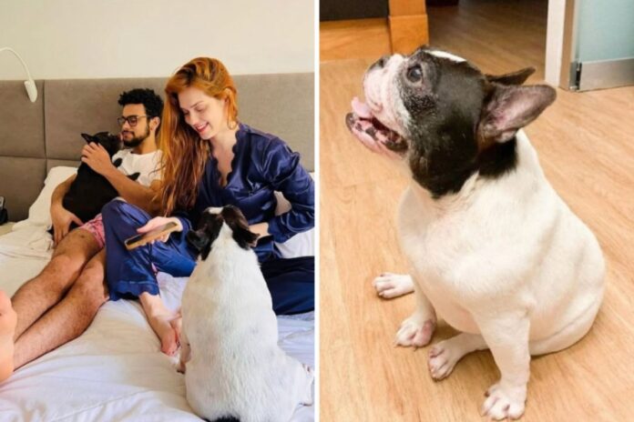 sophia-abrahao-e-sergio-malheiros-choram-ao-anunciar-morte-de-pet