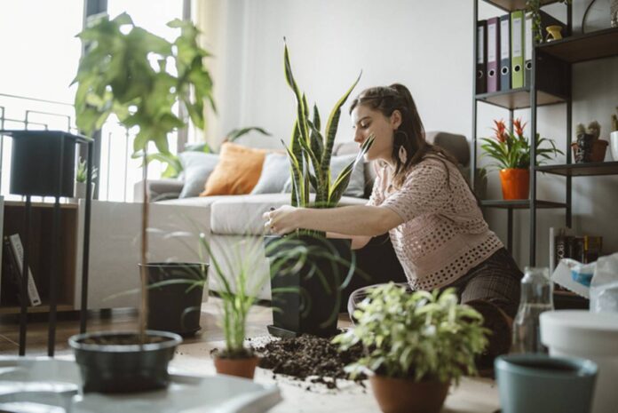 banho-de-floresta-indoor:-os-beneficios-de-ter-muitas-plantas-em-casa