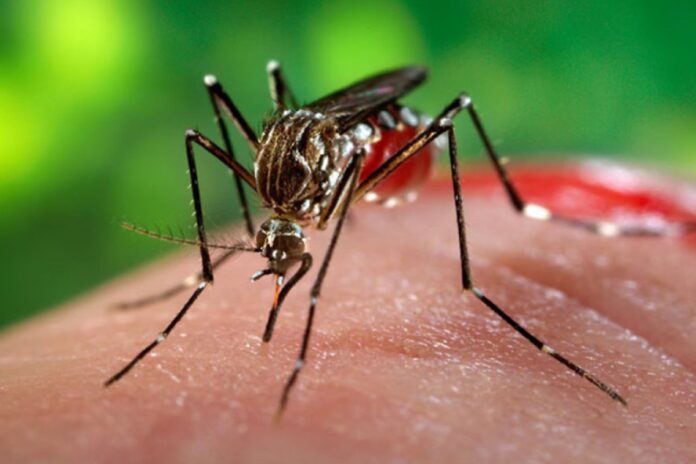 oms-alerta-para-risco-global-de-surto-do-virus-chikungunya