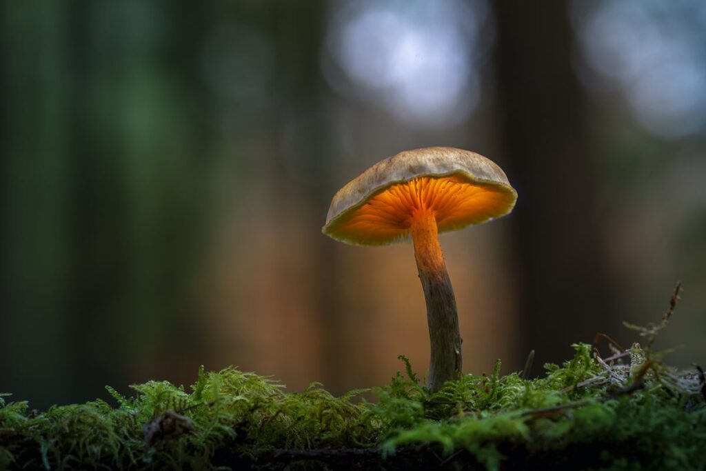 estudo:-substancia-dos-“cogumelos-magicos”-pode-atrasar-envelhecimento