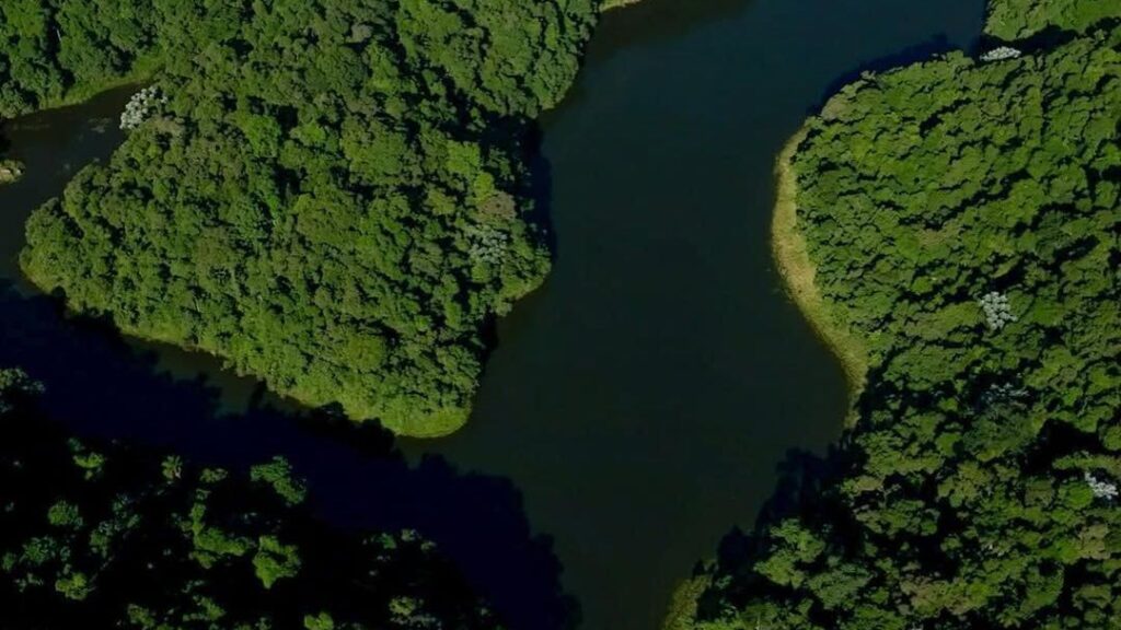as-vesperas-da-cop30,-buscas-por-unidades-de-conservacao-crescem-em-50%