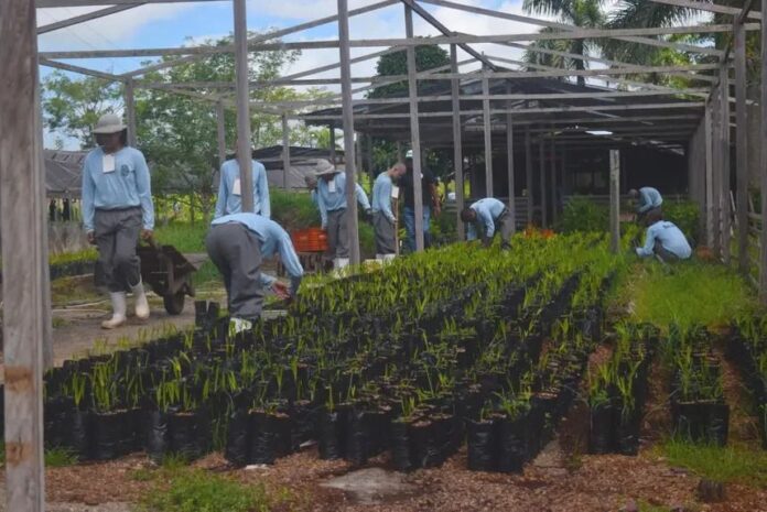 detentos-cultivam-mais-de-50-mil-mudas-para-cop30-em-belem