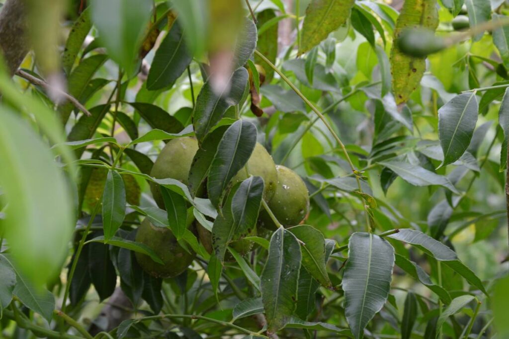 fruta-tropical-ajuda-no-combate-a-inflamacoes-e-fortalece-imunidade
