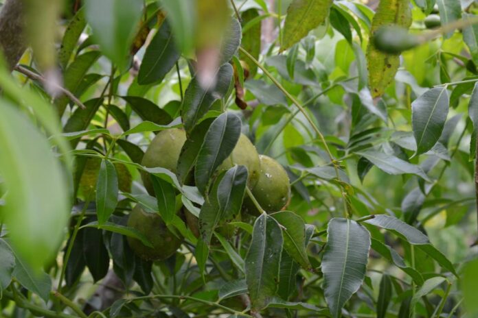 fruta-tropical-ajuda-no-combate-a-inflamacoes-e-fortalece-imunidade