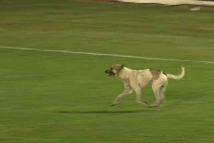 video:-jogo-da-serie-d-e-interrompido-apos-cachorro-invadir-campo