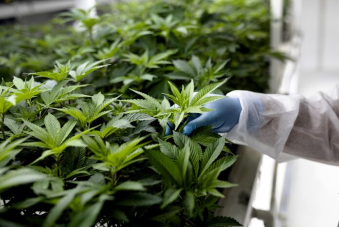 anvisa-vota-hoje-normas-para-cultivo-empresarial-de-cannabis-medicinal