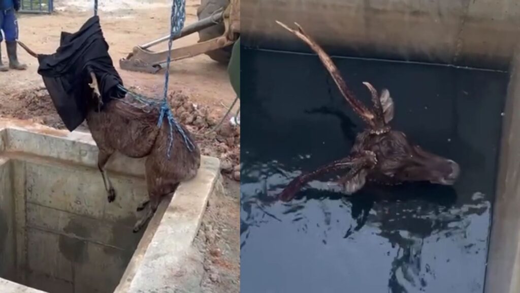 video:-cervo-asiatico-e-resgatado-em-estacao-de-tratamento-do-rj