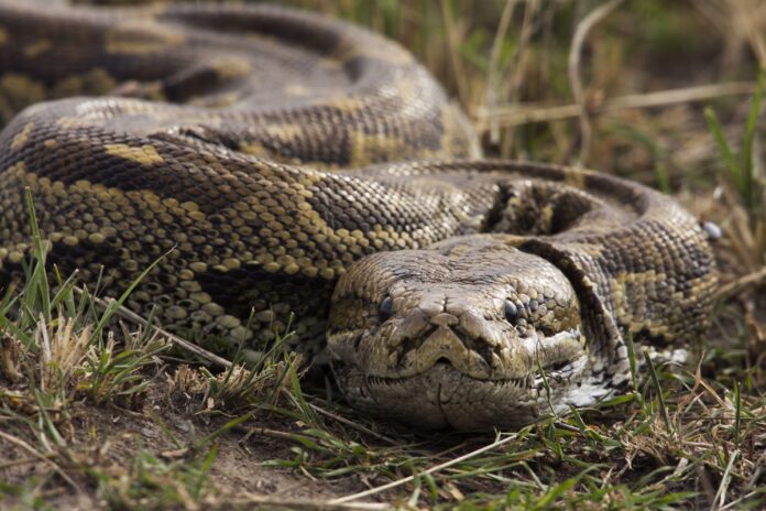 o-parasita-de-piton-que-foi-encontrado-vivo-no-cerebro-de-humana