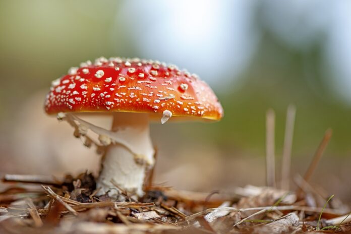 “microdosagem”-com-cogumelos-aumentou-casos-de-envenenamento-nos-eua